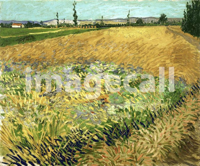 Van Gogh 78