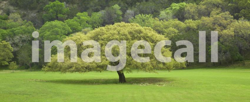 Texas Live Oak tree in springtime