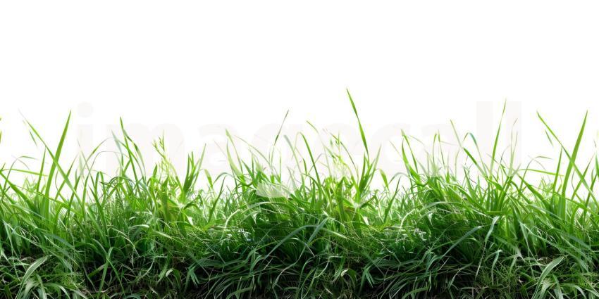 White Background with Grass Footer, Grass Footer on White Background - Ai Generated