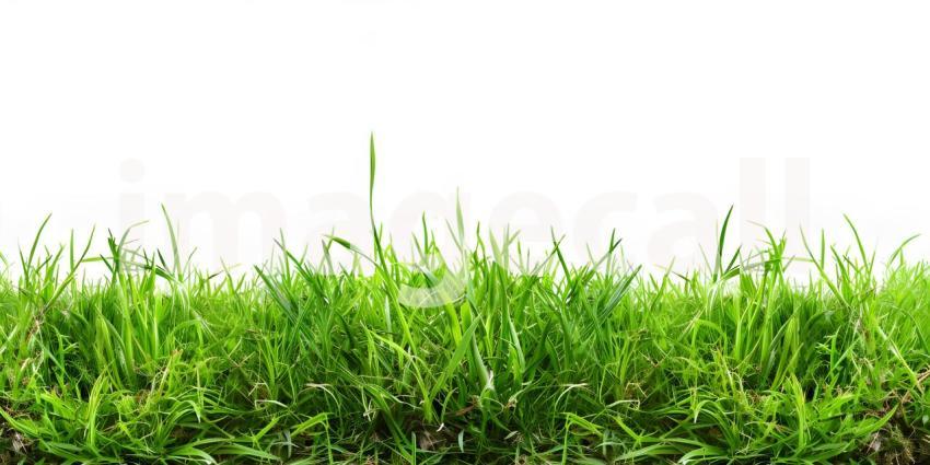 White Background with Grass Footer, Grass Footer on White Background - Ai Generated