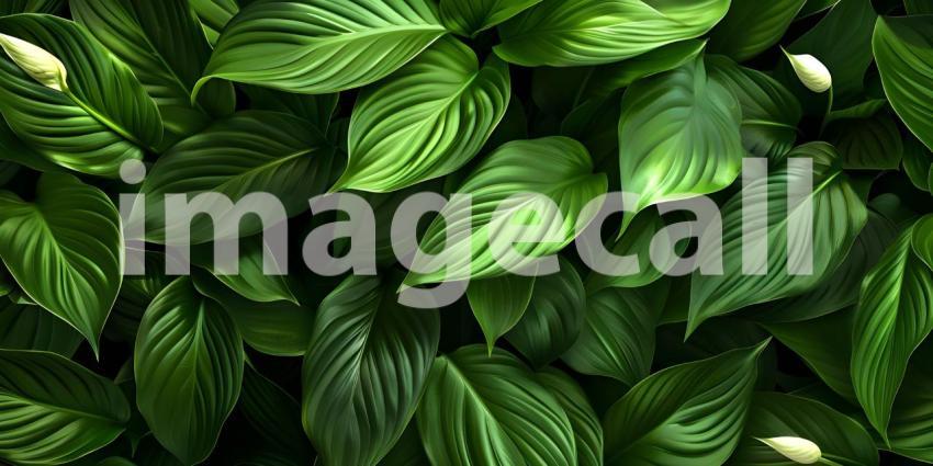Beautiful leaves of Spathiphyllum cannifolium in the garden back