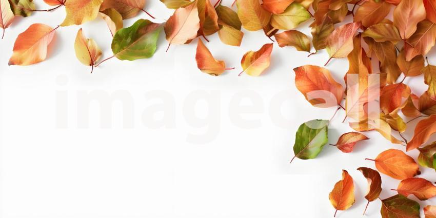 Fall Autumn Leaves on white background with copy space for text background - Ai Generated