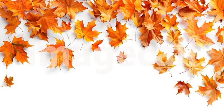 Fall Autumn Leaves on white background with copy space for text background - Ai Generated