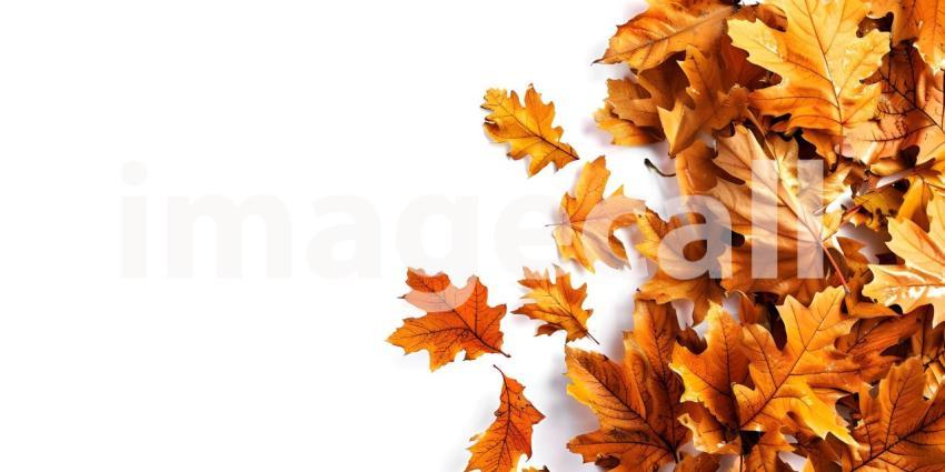 Fall Autumn Leaves on white background with copy space for text background - Ai Generated