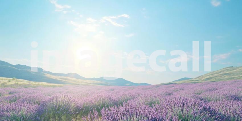 Serene Lavender Field at Sunrise