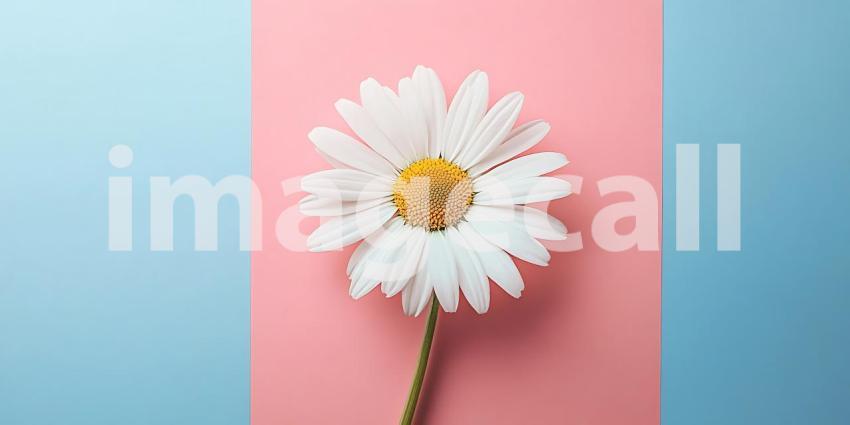 Pastel Pink and Blue Background with Single Daisy Flower Minimal