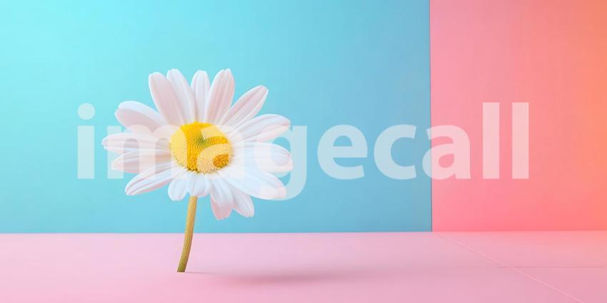 Pastel Background with Single Daisy Minimalist Floral Design