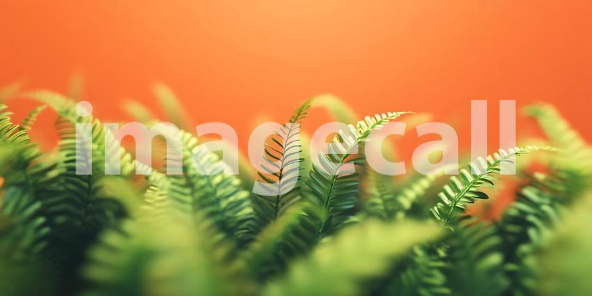 Vibrant Green Fern Fronds Against Orange Background Nature Photo
