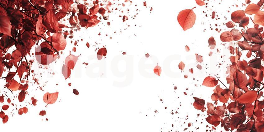 Red Petals Exploding Vibrant Background Texture for Design Proje