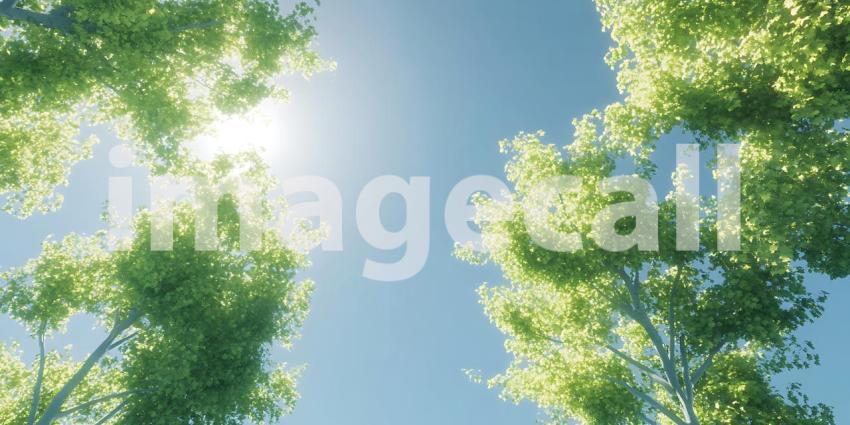 Vibrant Sunlight Filtering Through Lush Green Canopy A Breathtak