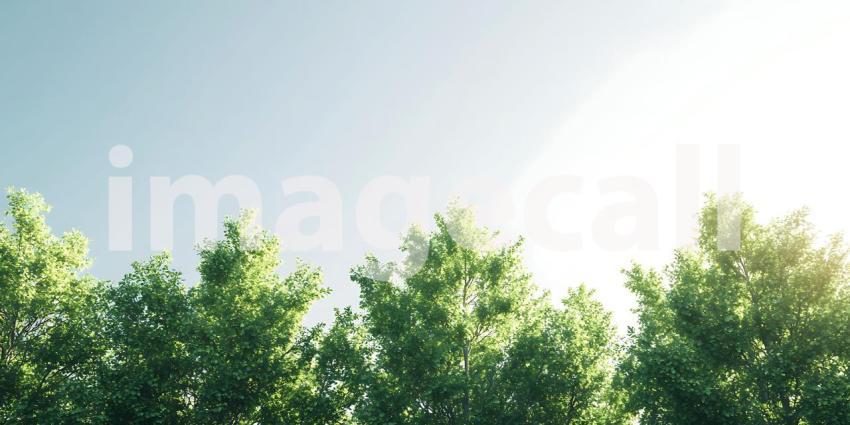 Sunlit Canopy Lush Green Trees Against a Bright Sky