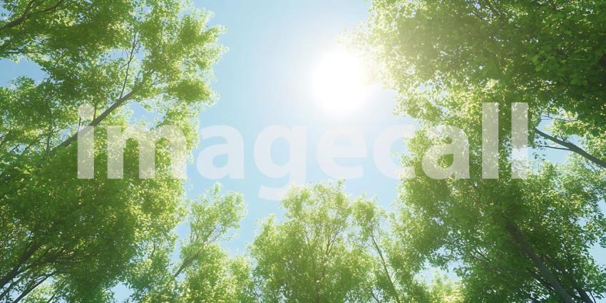 Vibrant Sunlight Filtering Through Lush Green Canopy Nature Phot