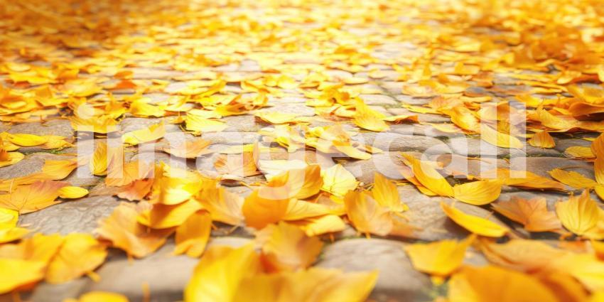 Path lined with fallen yellow leaves background, a serene walkway covered with vibrant yellow leaves, creating a peaceful autumn scene with trees lining the path, casting soft shadows in the gentle light.