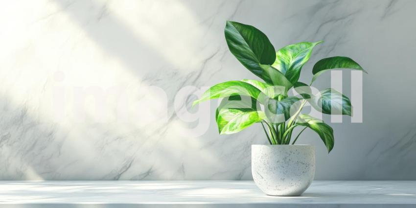 Potted Plant with Green Leaves Sits on White Marble Table Background, Fresh Green Plant on a Elegant Marble Surface in a Clean, Minimalist Setting