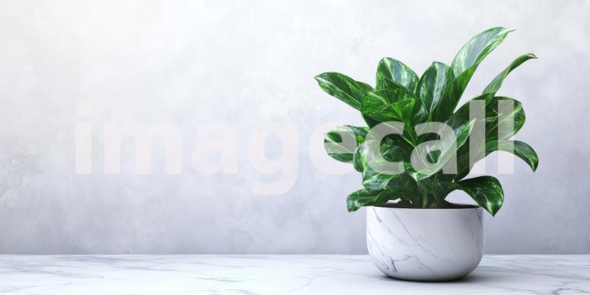 Potted Plant with Green Leaves Sits on White Marble Table Background, Fresh Green Plant on a Elegant Marble Surface in a Clean, Minimalist Setting