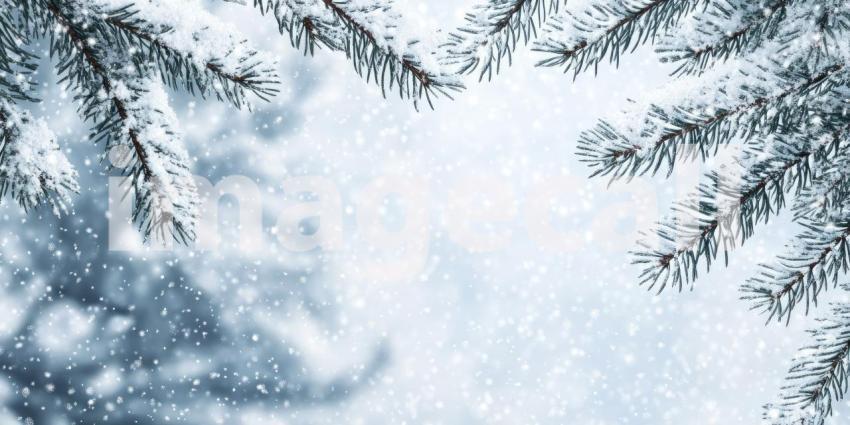 Snow-covered pine trees background, a peaceful winter scene with pine trees blanketed in fresh snow, their branches heavy with white, set against a calm, wintry sky.