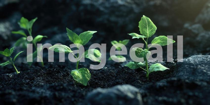 Young plants growing in a field farming agriculture background, rows of tender green seedlings sprouting in rich, fertile soil, with the open sky above, symbolizing growth and prosperity in an agricultural setting.