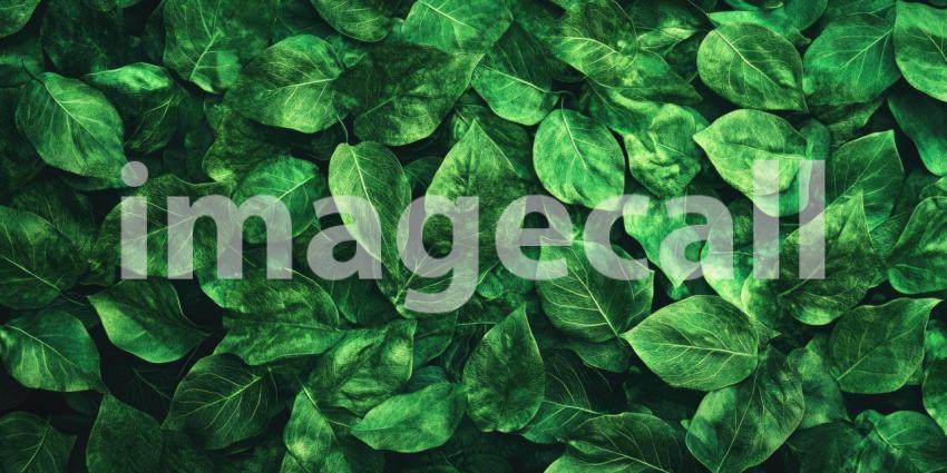 Dense Arrangement of Green Leaves with Intricate Veins and Overlapping Patterns, Creating a Lush and Vibrant Natural Canopy