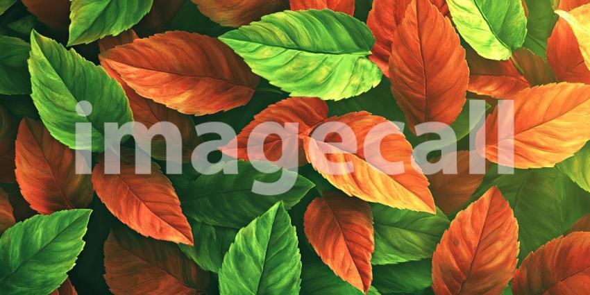 A vibrant tapestry of leaves, where fiery reds and vibrant greens intertwine, captures the essence of the changing seasons and the beauty of autumn's transformation