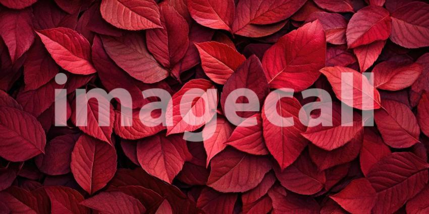 A vibrant tapestry of leaves, where fiery reds and vibrant greens intertwine, captures the essence of the changing seasons and the beauty of autumn's transformation