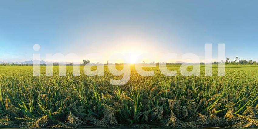 A picturesque scene of a rice paddy bathed in the golden light of sunrise, with a small village and lush greenery in the background