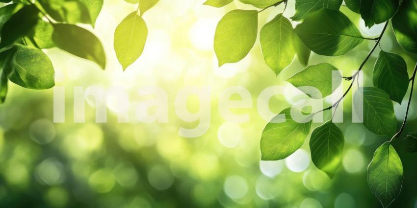 A Verdant Tapestry of Lush Green Leaves Bathed in Sunlight
