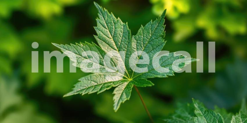 A Single Maple Leaf, Vibrant Green and Bathed in Sunlight