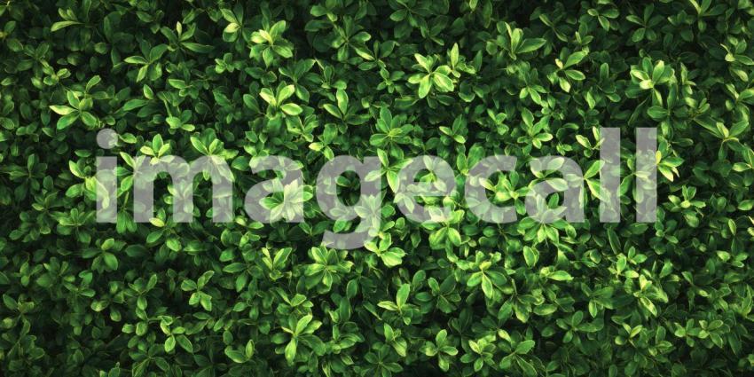 A Lush Carpet of Verdant Blades