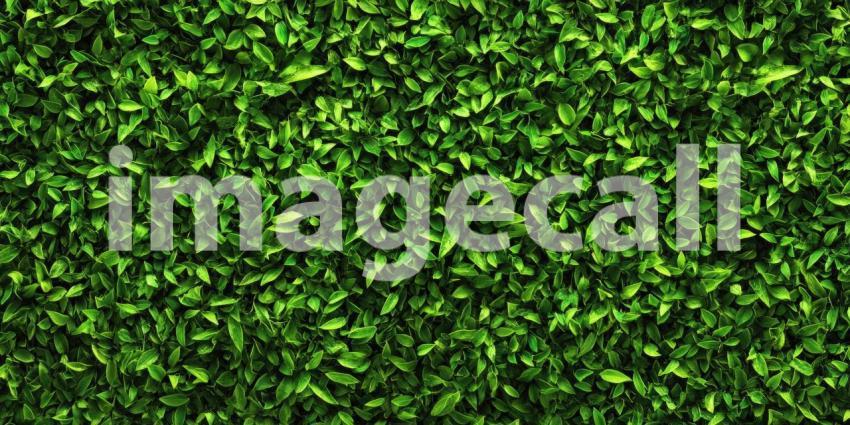 A Lush Carpet of Verdant Blades