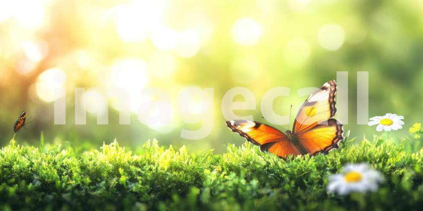 Yellow Butterfly Flitting Through a Sunlit Meadow of Green Foliage