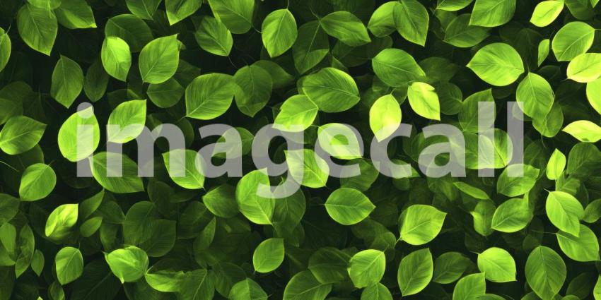 Lush Green Foliage Background with Overlapping Leaves in Various Shades of Green