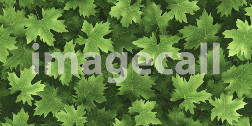 Lush Green Foliage Background with Overlapping Leaves in Various Shades of Green