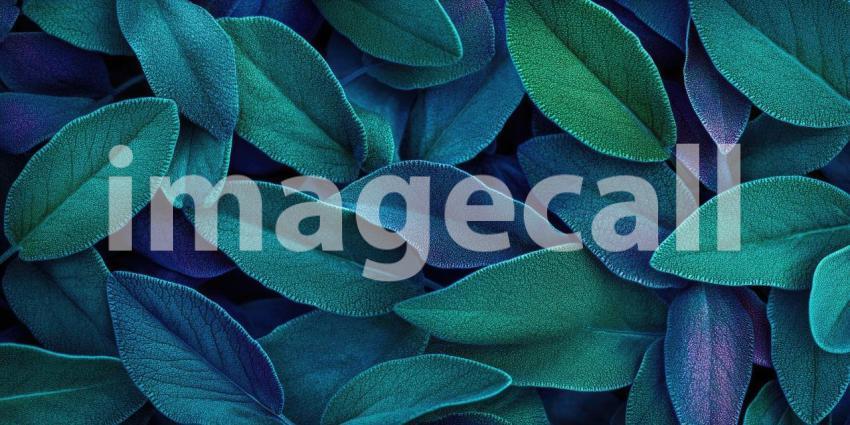 A cluster of vibrant purple flowers with delicate petals and fuzzy bracts, blooming amidst lush green foliage.