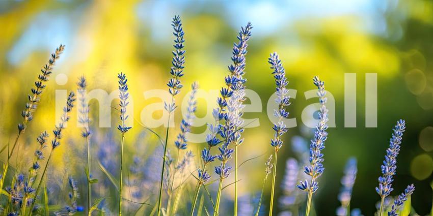 A field of lavender flowers swaying gently in the summer breeze, bathed in warm sunlight