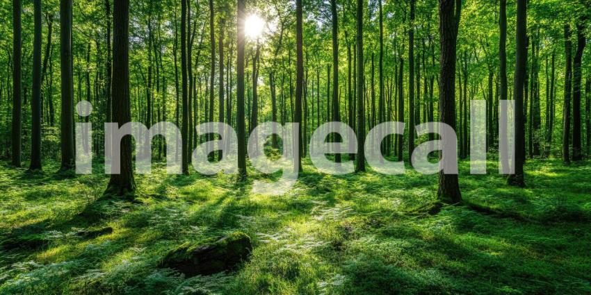 A sunlit clearing in a vibrant enchanted forest, teeming with life and inviting exploration