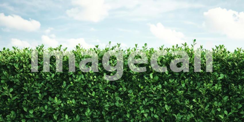 Lush Green Hedge Against a Blue Sky with Puffy Clouds