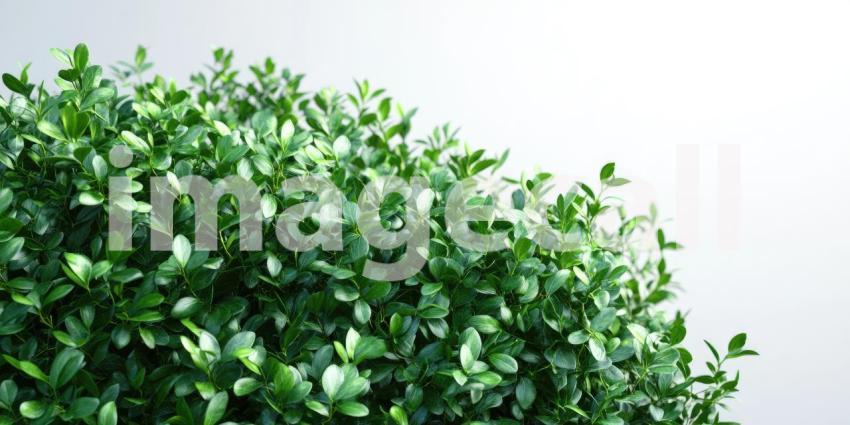 Lush Green Hedge Against a Blue Sky with Puffy Clouds