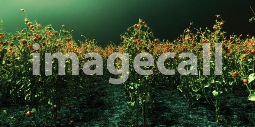 A Tomato Tapestry: Rows of Ripe Tomatoes Hang Heavy in a Greenhouse, a Vibrant Harvest of Color and Flavor.