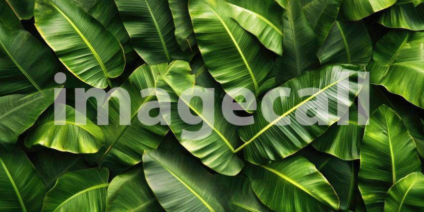 Sunlight Dappled Through the Leaves