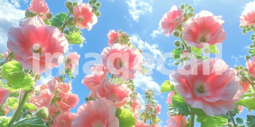 Soft Focus Blooms: Delicate Pink Flowers Bathed in Golden Light