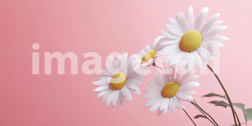 Daisies on Pink: White Petals and Yellow Centers, a Simple Floral Arrangement Against a Soft, Pastel Background.