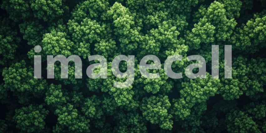 Sunlit Forest Path: White Flowers in Lush Greenery, Rays of Light Through Trees, a Tranquil Woodland Scene.