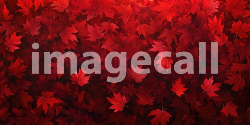 Red Maple Carpet: Autumn Leaves in Rich Crimson and Burgundy, Close-Up of Acer rubrum Foliage in a Textured, Natural Pattern.