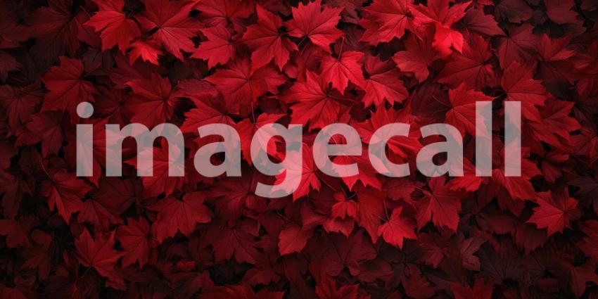 Red Maple Carpet: Autumn Leaves in Rich Crimson and Burgundy, Close-Up of Acer rubrum Foliage in a Textured, Natural Pattern.