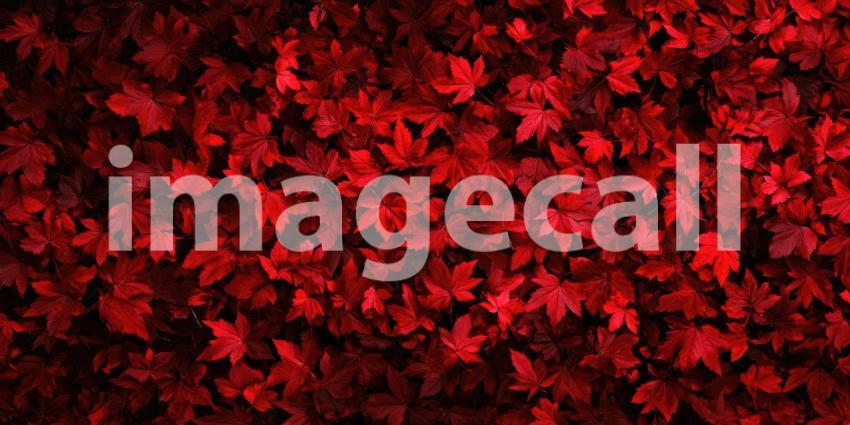 Red Maple Carpet: Autumn Leaves in Rich Crimson and Burgundy, Close-Up of Acer rubrum Foliage in a Textured, Natural Pattern.