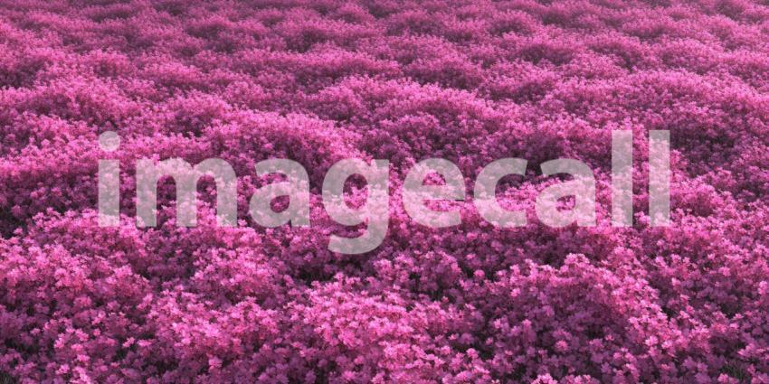 Pink Azalea Valley: Blossoms Carpet Rocky Hillsides, Distant Mountains and Soft Light, a Springtime Scene of Floral Abundance and Serenity.