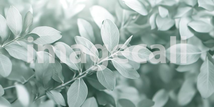 Whispering Mint to Cloud: A Delicate Pastel Green Fading into Pure White Gradient