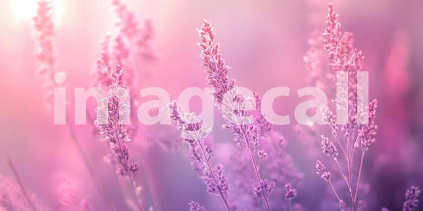 Blushing Haze: A Delicate Pink Mist with Ethereal Dreamy Blur