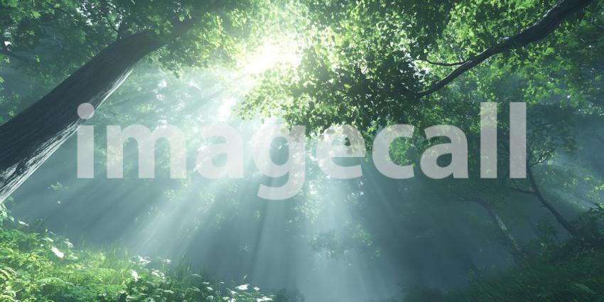 Sunbeams Through Forest Canopy: Peaceful Nature Background
