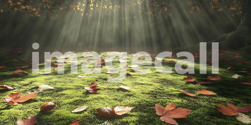Magical Forest: Sunbeams Through Autumn Leaves Background